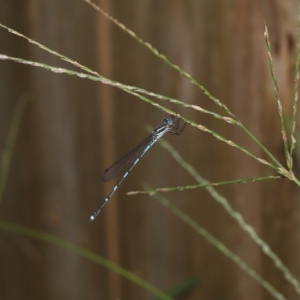 Austrolestes leda at Wellington Point, QLD - suppressed