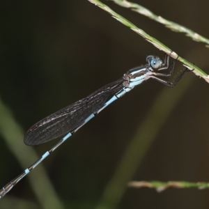 Austrolestes leda at Wellington Point, QLD - suppressed