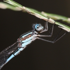 Austrolestes leda at Wellington Point, QLD - suppressed