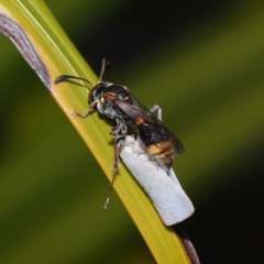Unidentified Potter wasp (Vespidae, Eumeninae) (TBC) at Wellington Point, QLD - 28 Mar 2023 by TimL