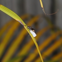 Ammatomus icarioides at Wellington Point, QLD - suppressed