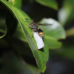 Ammatomus icarioides at Wellington Point, QLD - suppressed