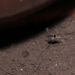 Ammatomus icarioides at Wellington Point, QLD - suppressed