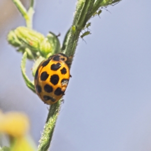 Harmonia conformis at Jerrabomberra, ACT - 19 Mar 2023 08:27 AM