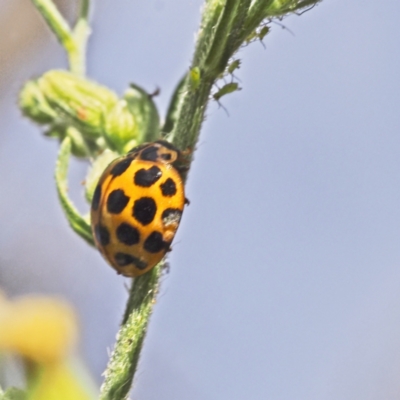 Harmonia conformis (Common Spotted Ladybird) at Callum Brae - 18 Mar 2023 by BarrieR