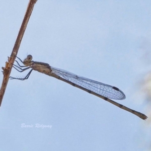 Zygoptera (suborder) at Callum Brae - 19 Mar 2023 08:23 AM