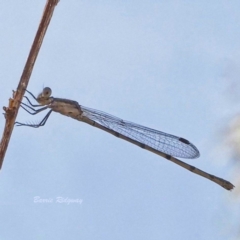 Unidentified Dragonfly & Damselfly (Odonata) at Jerrabomberra, ACT - 18 Mar 2023 by BarrieR