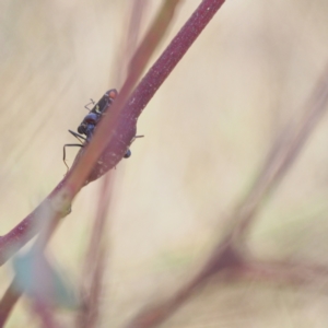 Eurymeloides punctata at Jerrabomberra, ACT - 19 Mar 2023