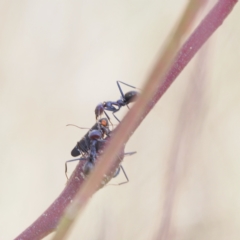 Eurymeloides punctata at Jerrabomberra, ACT - 19 Mar 2023 08:42 AM