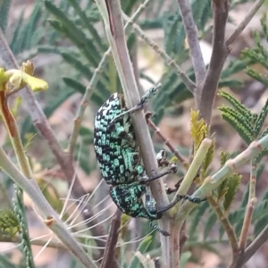 Chrysolopus spectabilis at Paddys River, ACT - 26 Mar 2023