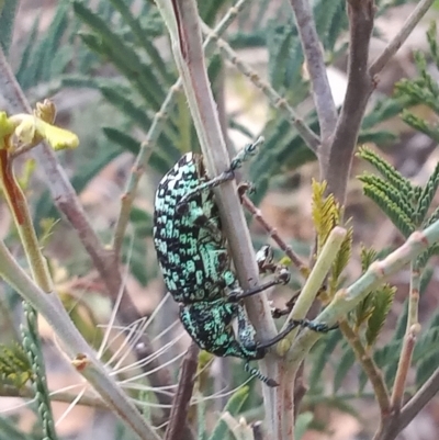 Chrysolopus spectabilis (Botany Bay Weevil) at Pine Island to Point Hut - 26 Mar 2023 by michaelb