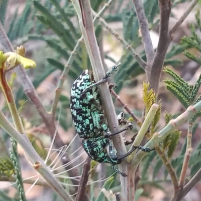 Chrysolopus spectabilis (Botany Bay Weevil) at Paddys River, ACT - 26 Mar 2023 by michaelb