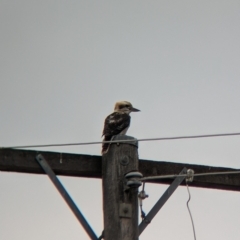 Dacelo novaeguineae (Laughing Kookaburra) at North Albury, NSW - 25 Mar 2023 by Darcy