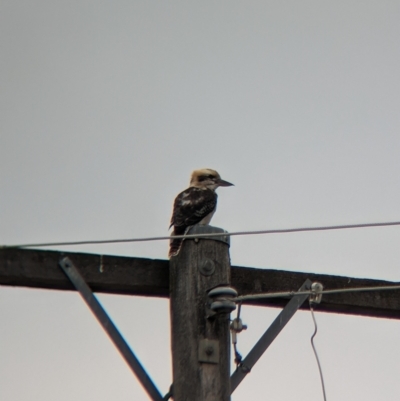 Dacelo novaeguineae (Laughing Kookaburra) at Albury - 25 Mar 2023 by Darcy