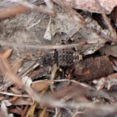 Calperum ottei (A recently described pygmy cricket) at Mount Painter - 28 Mar 2023 by CathB