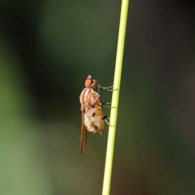 Sapromyza brunneovittata (A lauxid fly) at Dryandra St Woodland - 23 Mar 2023 by ConBoekel