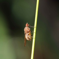 Sapromyza brunneovittata (A lauxid fly) at Dryandra St Woodland - 23 Mar 2023 by ConBoekel