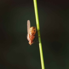 Sapromyza brunneovittata at O'Connor, ACT - 24 Mar 2023