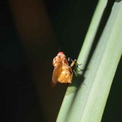 Sapromyza brunneovittata at O'Connor, ACT - 24 Mar 2023