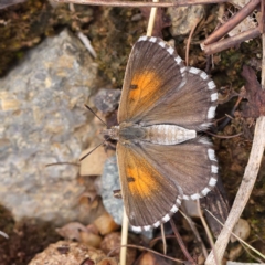 Lucia limbaria (Chequered Copper) at Dryandra St Woodland - 24 Mar 2023 by ConBoekel