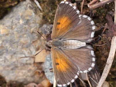 Lucia limbaria (Chequered Copper) at O'Connor, ACT - 24 Mar 2023 by ConBoekel