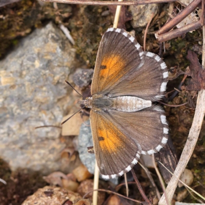 Lucia limbaria (Chequered Copper) at O'Connor, ACT - 24 Mar 2023 by ConBoekel