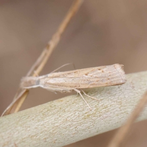 Culladia cuneiferellus at O'Connor, ACT - 24 Mar 2023