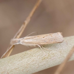Culladia cuneiferellus (Crambinae moth) at Dryandra St Woodland - 24 Mar 2023 by ConBoekel