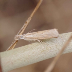 Culladia cuneiferellus at O'Connor, ACT - 24 Mar 2023