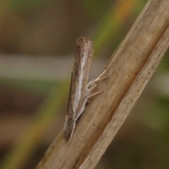 Ptochostola microphaeellus (A Crambid moth) at Dryandra St Woodland - 24 Mar 2023 by ConBoekel