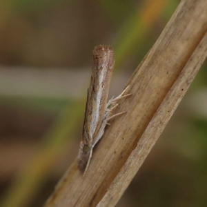 Ptochostola microphaeellus at O'Connor, ACT - 24 Mar 2023