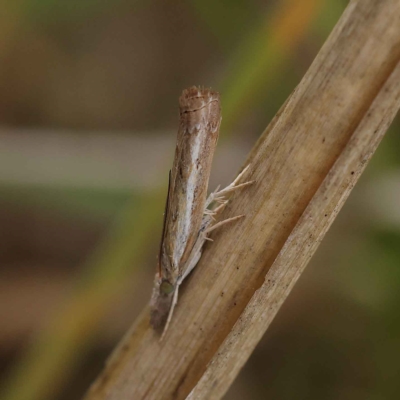 Ptochostola microphaeellus (A Crambid moth) at Dryandra St Woodland - 24 Mar 2023 by ConBoekel