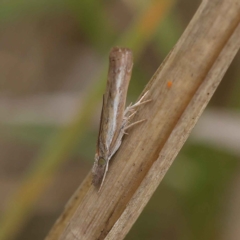 Ptochostola microphaeellus at O'Connor, ACT - 24 Mar 2023 03:22 PM