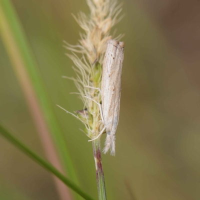 Culladia cuneiferellus (Crambinae moth) at Dryandra St Woodland - 24 Mar 2023 by ConBoekel