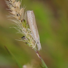 Culladia cuneiferellus at O'Connor, ACT - 24 Mar 2023