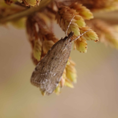 Eudonia cleodoralis (A Crambid moth) at Dryandra St Woodland - 24 Mar 2023 by ConBoekel