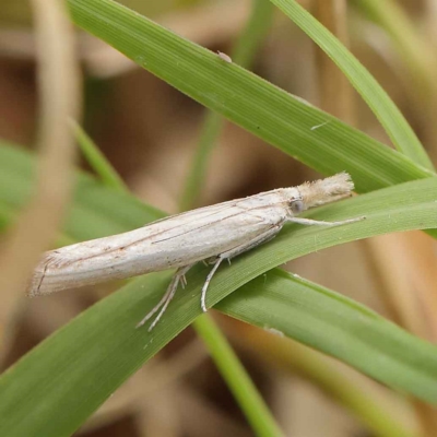 Culladia cuneiferellus (Crambinae moth) at Dryandra St Woodland - 24 Mar 2023 by ConBoekel