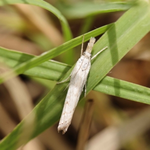 Culladia cuneiferellus at O'Connor, ACT - 24 Mar 2023