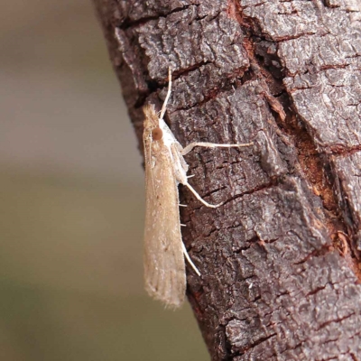 Eudonia cleodoralis (A Crambid moth) at Dryandra St Woodland - 24 Mar 2023 by ConBoekel