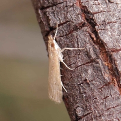 Eudonia cleodoralis (A Crambid moth) at O'Connor, ACT - 24 Mar 2023 by ConBoekel