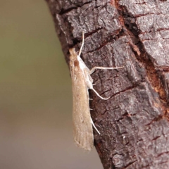 Eudonia cleodoralis at O'Connor, ACT - 24 Mar 2023