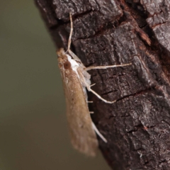 Eudonia cleodoralis at O'Connor, ACT - 24 Mar 2023 02:47 PM