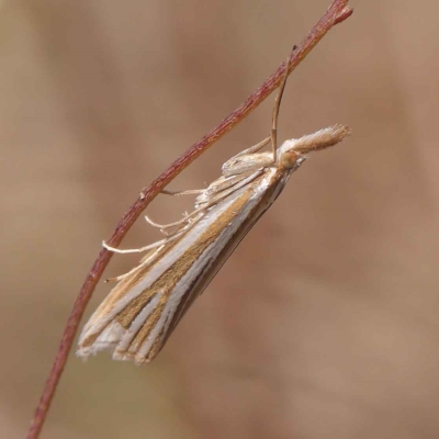 Hednota species near grammellus (Pyralid or snout moth) at O'Connor, ACT - 24 Mar 2023 by ConBoekel