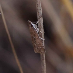 Eudonia cleodoralis (A Crambid moth) at Dryandra St Woodland - 24 Mar 2023 by ConBoekel