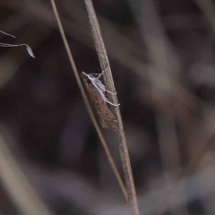 Eudonia cleodoralis at O'Connor, ACT - 24 Mar 2023 11:07 AM