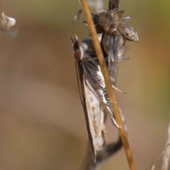 Eudonia cleodoralis at O'Connor, ACT - 24 Mar 2023 11:07 AM