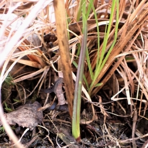 Calochilus platychilus at Cook, ACT - suppressed