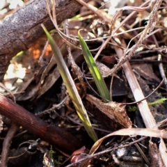 Calochilus platychilus at Cook, ACT - suppressed