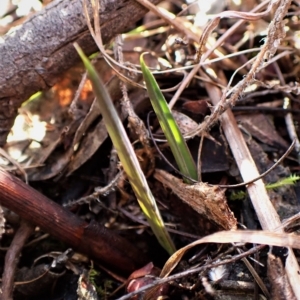 Calochilus platychilus at Cook, ACT - suppressed