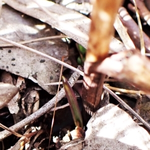 Calochilus platychilus at Cook, ACT - suppressed